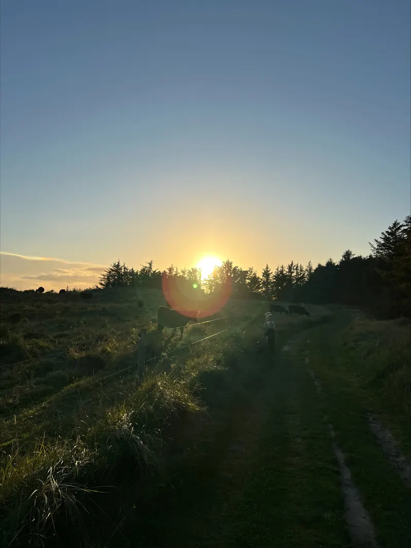 A field path against the light as the sun sets behind the trees